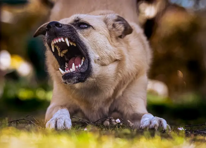 Aggressives Verhalten bei Hunden. Hund bellt und knurrt.