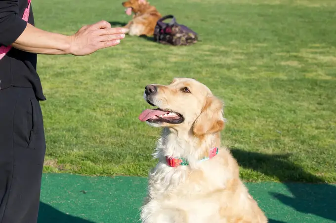Hundekommando: Die 10 wichtigsten, die jeder Hundehalter kennen sollte