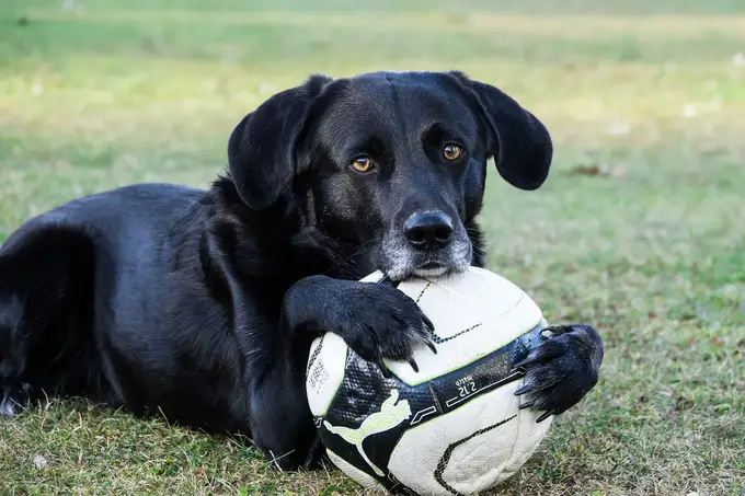 Die besten Spiele und Übungen zur Bindungsförderung mit deinem Hund