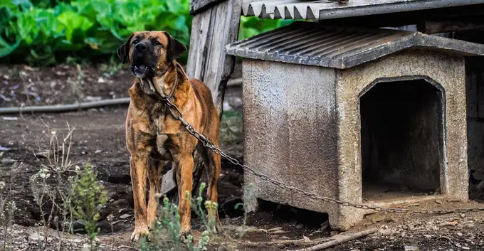 Der richtige Umgang mit aggressivem Verhalten bei Hunden