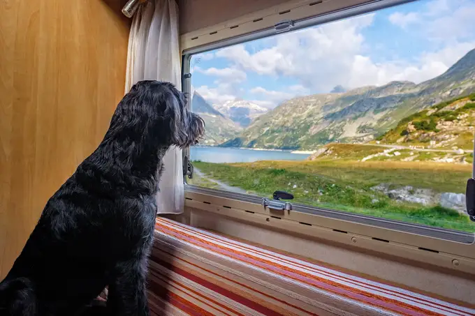 Hundebetreuung: Tipps für die richtige Auswahl einer Hundepension