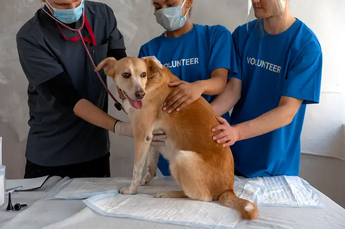 Erste Hilfe für Hunde: Wichtige Maßnahmen in Notfällen