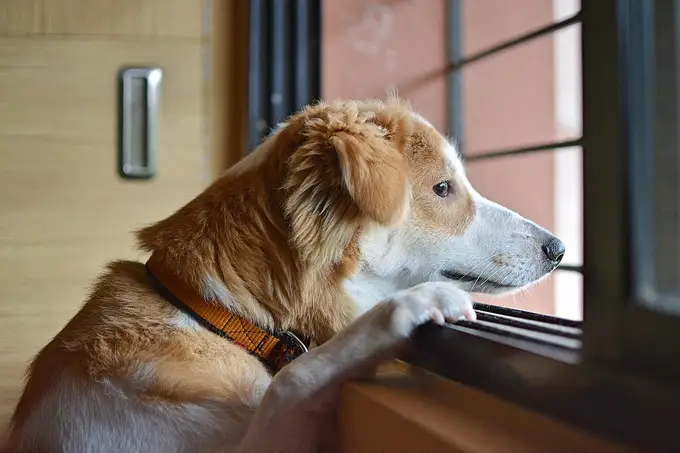 Hund alleine zuhause? So trainierst Du Deinen Hund, damit er alleine bleiben kann