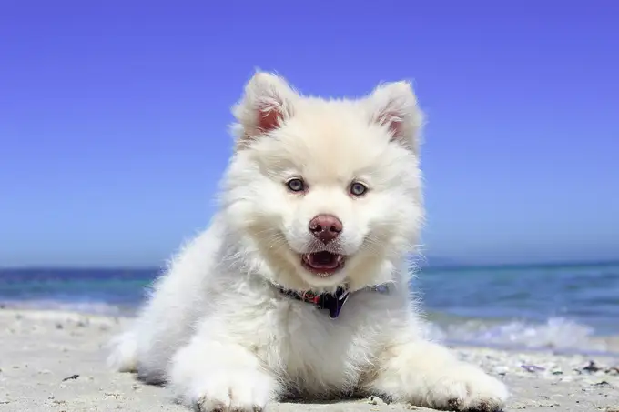 Mit dem Hund am Strand: 10 Tipps um gemeinsam den Urlaub zu genießen