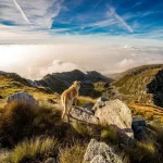 Mit dem Hund in den Bergen: Vermeide Gefahren