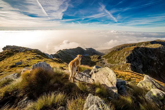 Mit dem Hund in den Bergen: Vermeide Gefahren