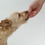 Hundeerziehung mit positiver Verstärkung: Warum es funktioniert?
