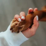 Trennungsangst bei Hunden: Tipps zur Beruhigung und Lösungsansätzen