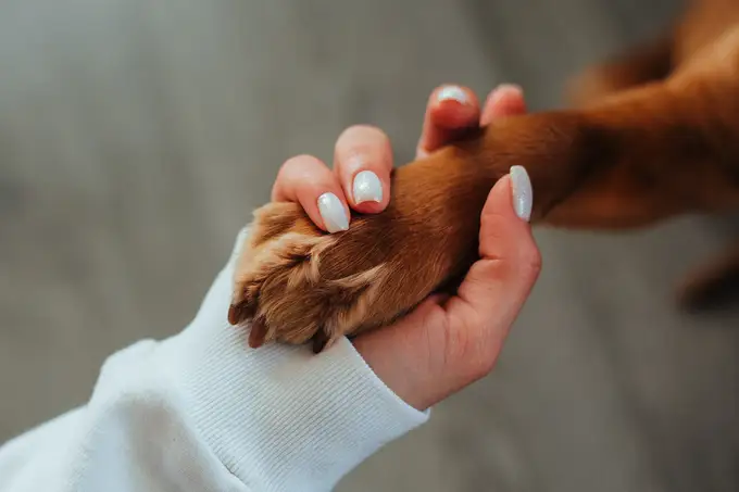 Trennungsangst bei Hunden: Tipps zur Beruhigung und Lösungsansätzen