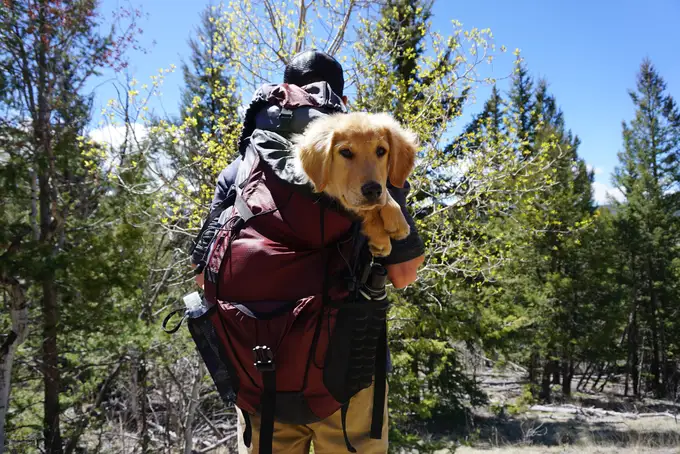 Wandern mit dem Hund: Das solltest Du beachten