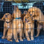 Transportboxen für Hunde: Darauf solltest Du achten