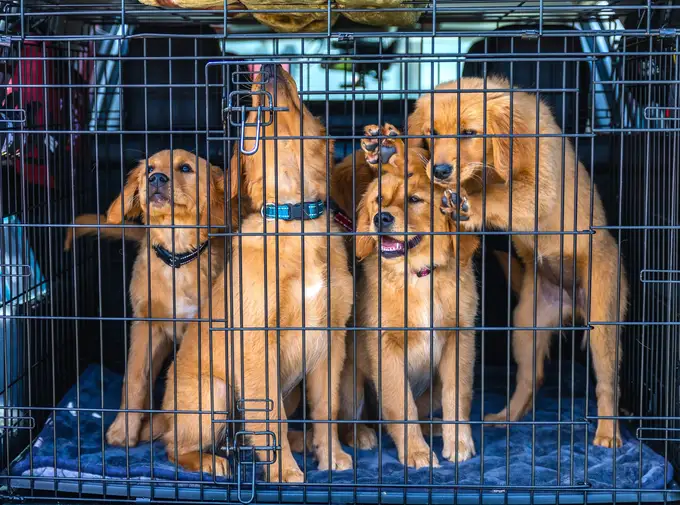 Transportboxen für Hunde: Darauf solltest Du achten